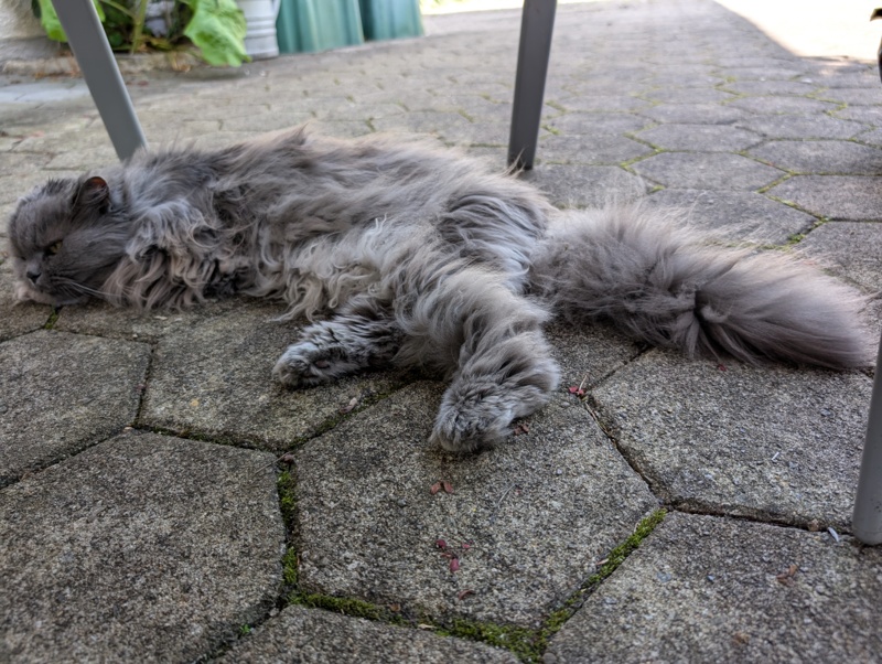 Das Bild zeigt Punkie, die langhaarige graue Katze, die ein bisschen wie ein Fellbündel wirkt