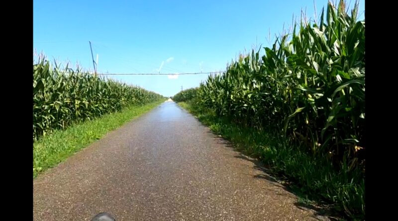Mais wird mit Wasser gesprengt