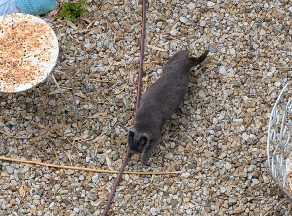 Eine Katze läuft über eine Terrasse. Veröffentlich für meinen Hund, der Katzen liebt